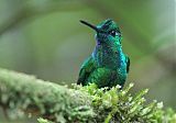 Green-crowned Brilliant